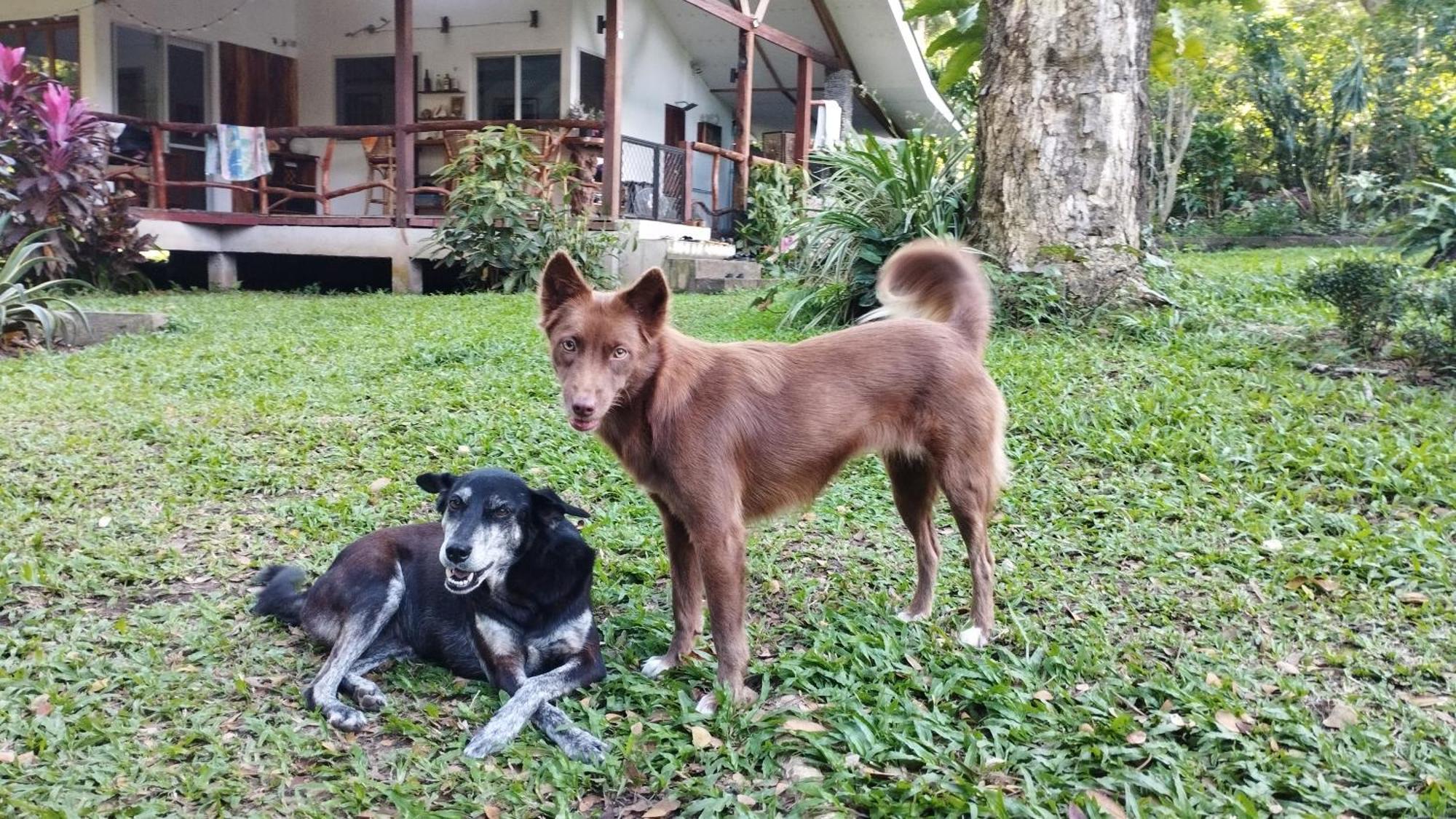 Acacia'S Cottages With Starlink Wifi Mambajao Luaran gambar
